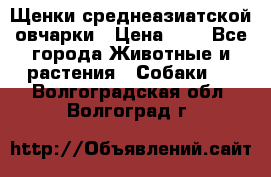 Щенки среднеазиатской овчарки › Цена ­ 1 - Все города Животные и растения » Собаки   . Волгоградская обл.,Волгоград г.